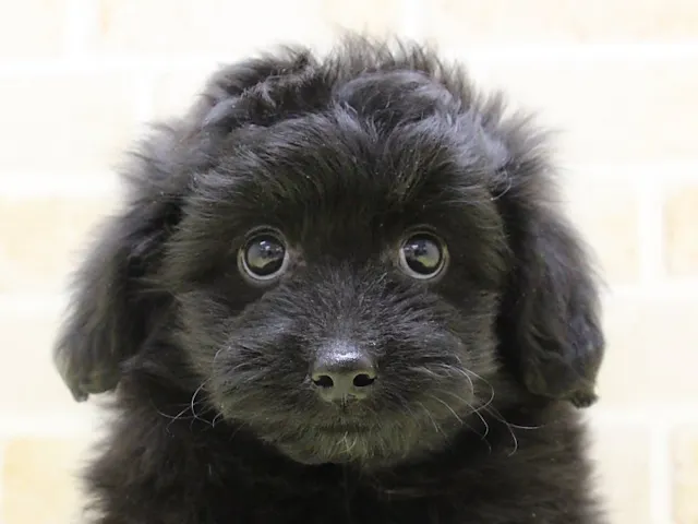 埼玉県のハーフ犬・ミックス犬 (ペッツワン蓮田店/2025年2月19日生まれ/女の子/ブラック)の子犬